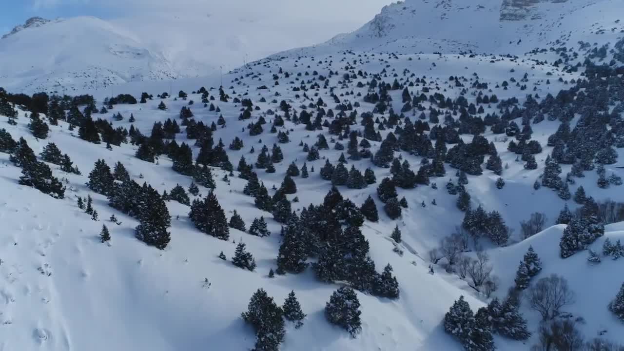 Free Video Stock Snow Covered Trees Across A Mountain Live Wallpaper