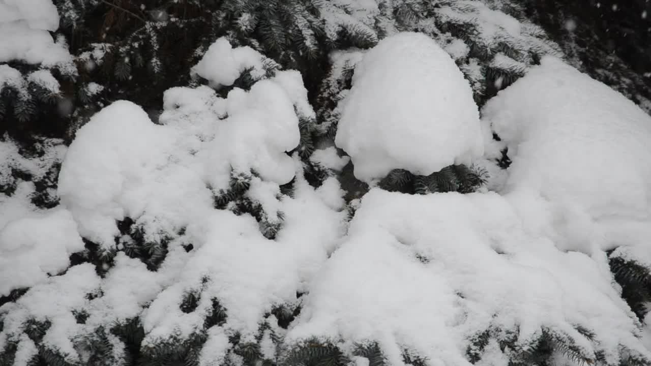 Free Video Stock Snow Covered Woodland Live Wallpaper