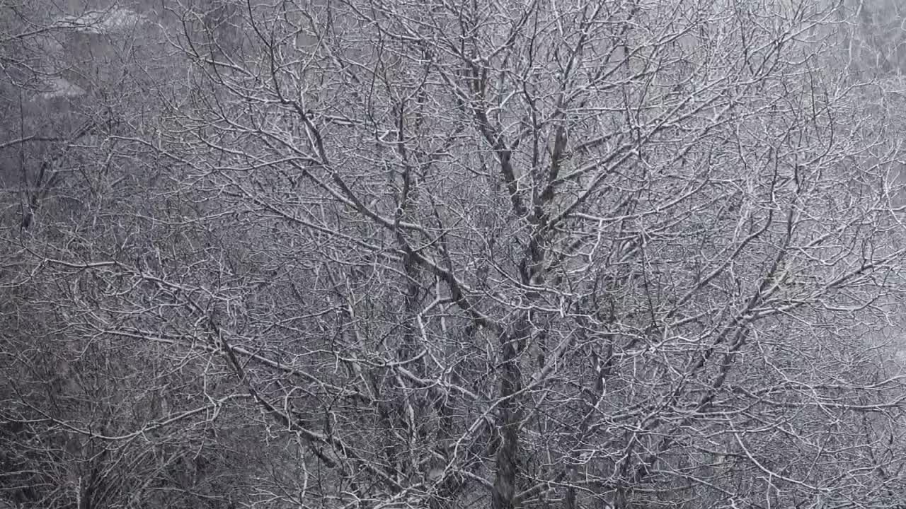 Free Video Stock Snow Covering A Forest And Fields Live Wallpaper