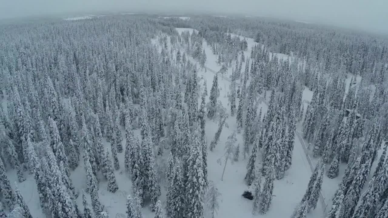 Free Video Stock Snow Dusted Trees In The Woods Live Wallpaper