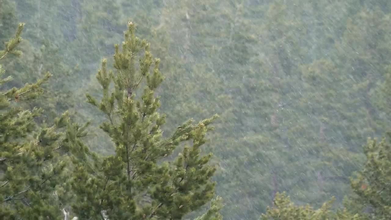 Free Video Stock Snow Falling In A Green Forest Live Wallpaper