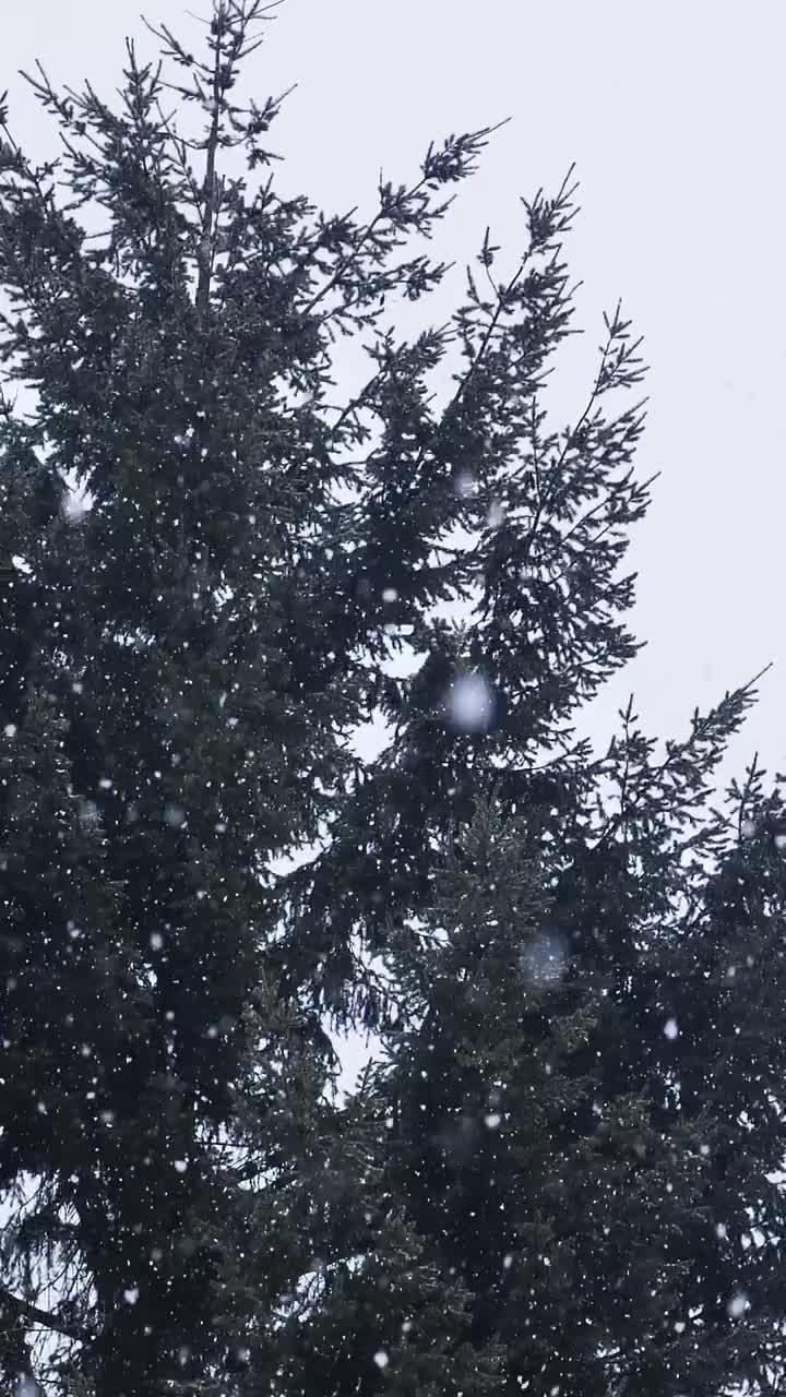 Free Video Stock Snow Falling In A Pine Forest Live Wallpaper