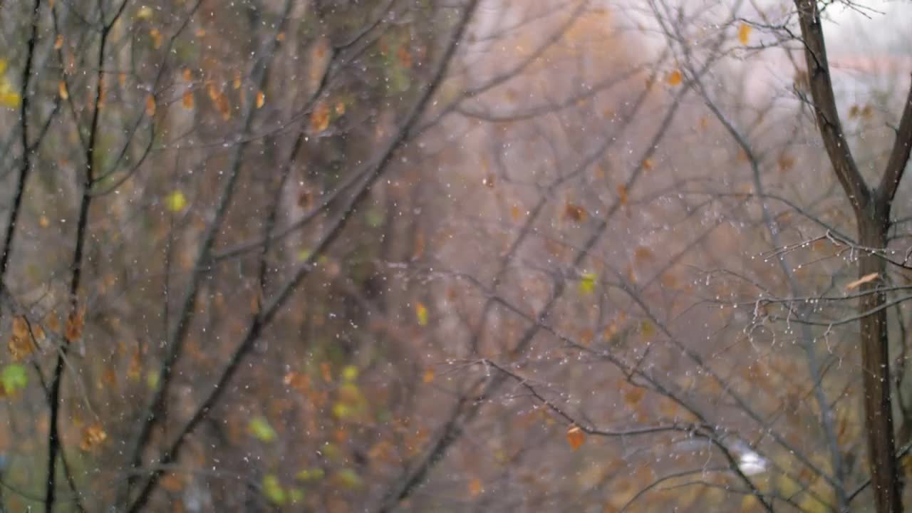 Free Video Stock Snow Falling In An Empty Woodland Live Wallpaper