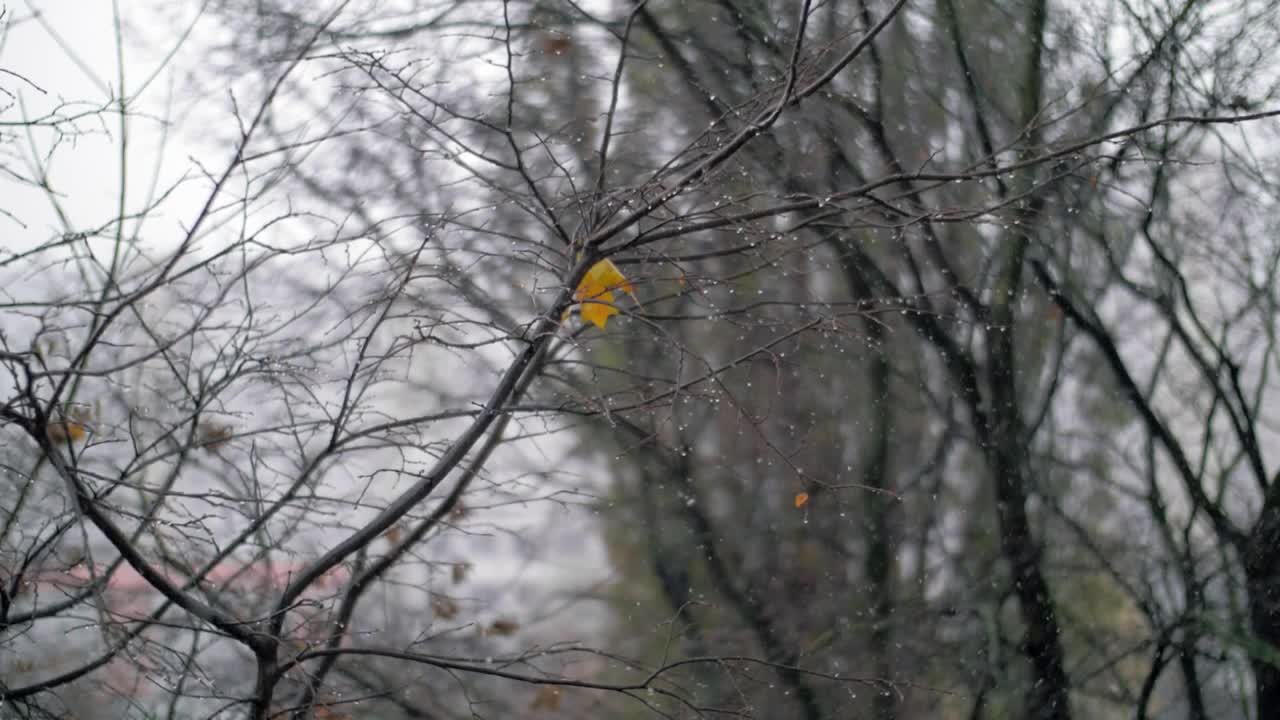 Free Video Stock Snow Falling In The Autumn Among Tree Branches Live Wallpaper