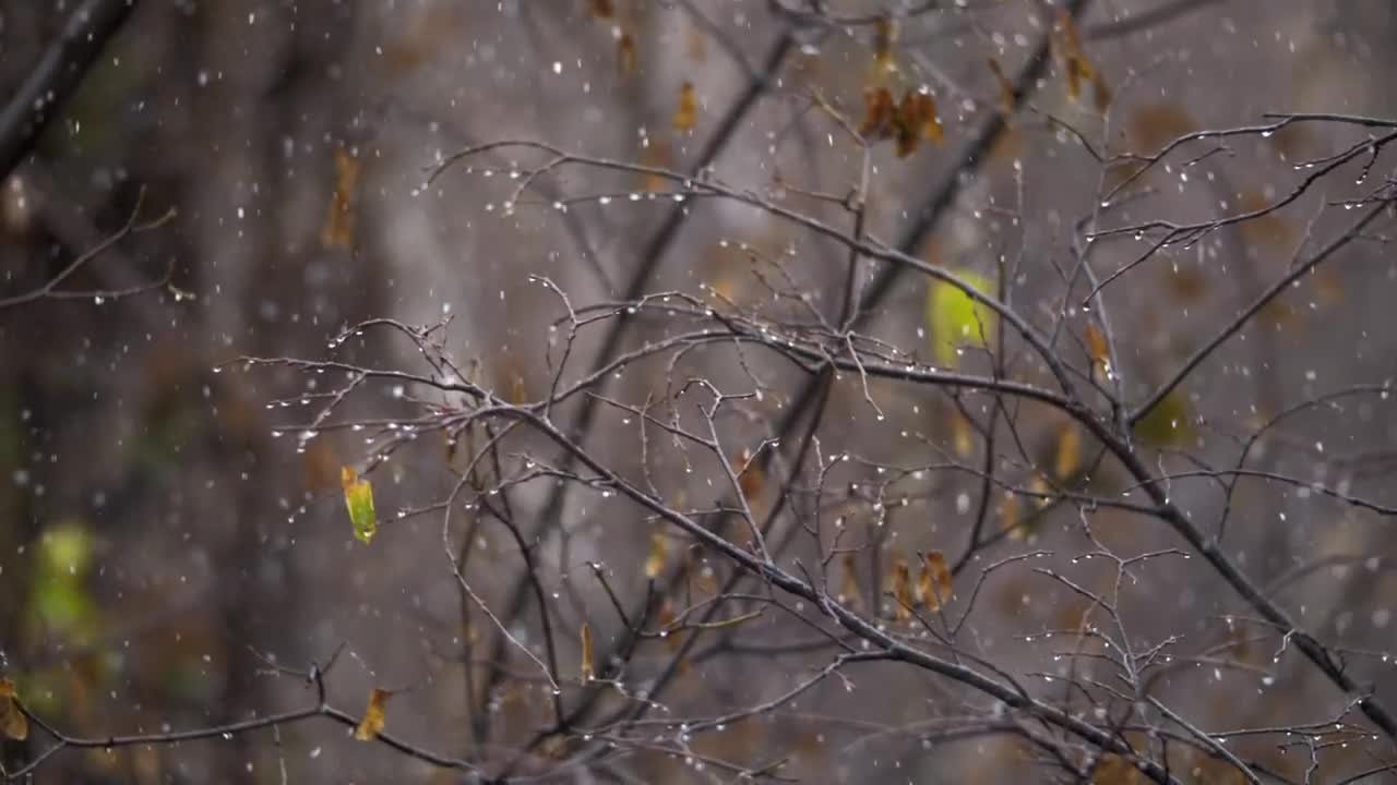Free Video Stock Snow Falling In The Autumn Live Wallpaper