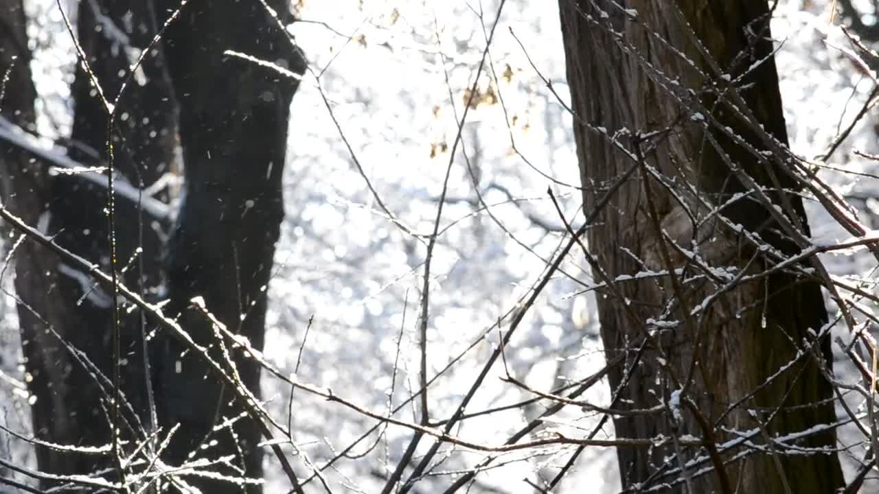 Free Video Stock Snow Falling Softly Against A Forest Live Wallpaper