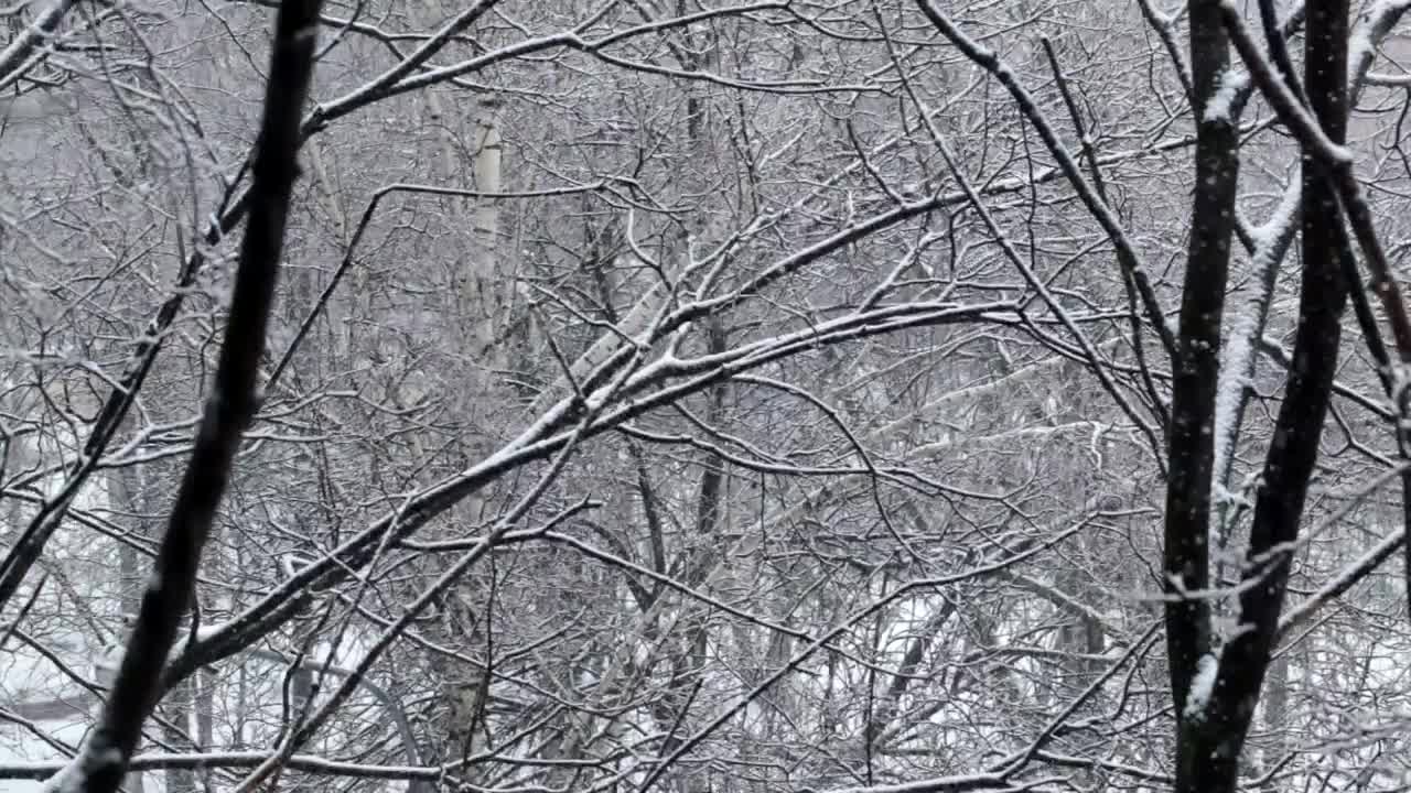 Free Video Stock Snow Falling Through Empty Trees Live Wallpaper