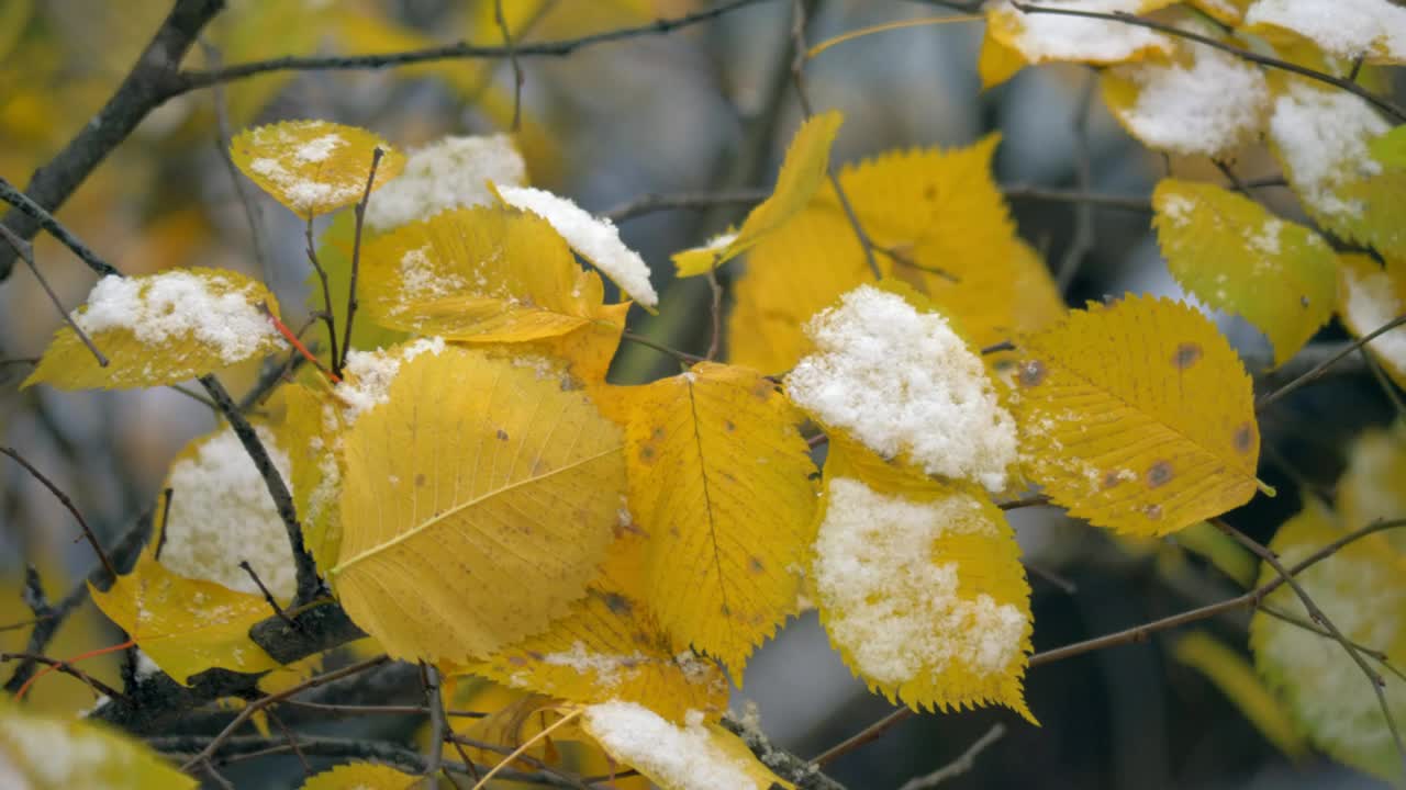 Free Video Stock Snow On Autumn Leaves Live Wallpaper