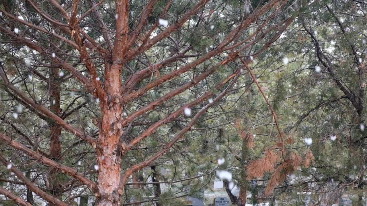 Free Video Stock Snowflakes In A Forest Live Wallpaper