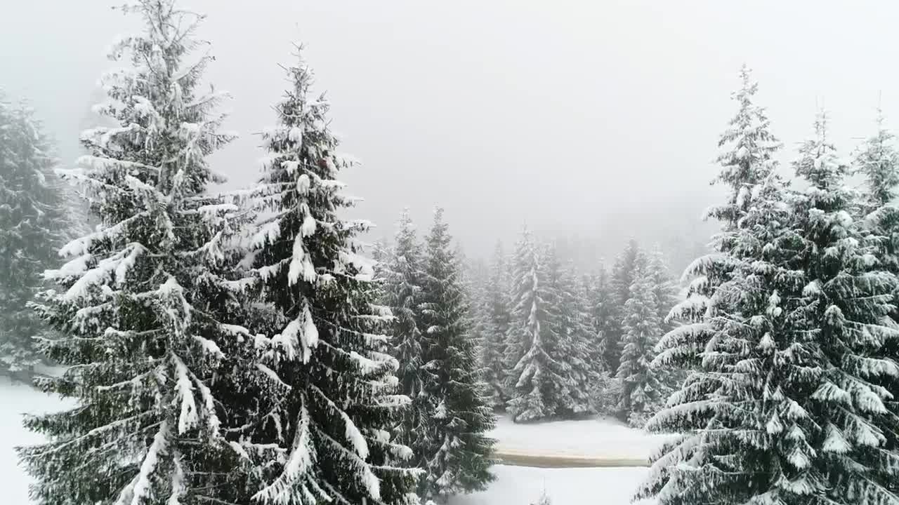 Free Video Stock Snowing In A Foggy Forest Slow Motion Live Wallpaper