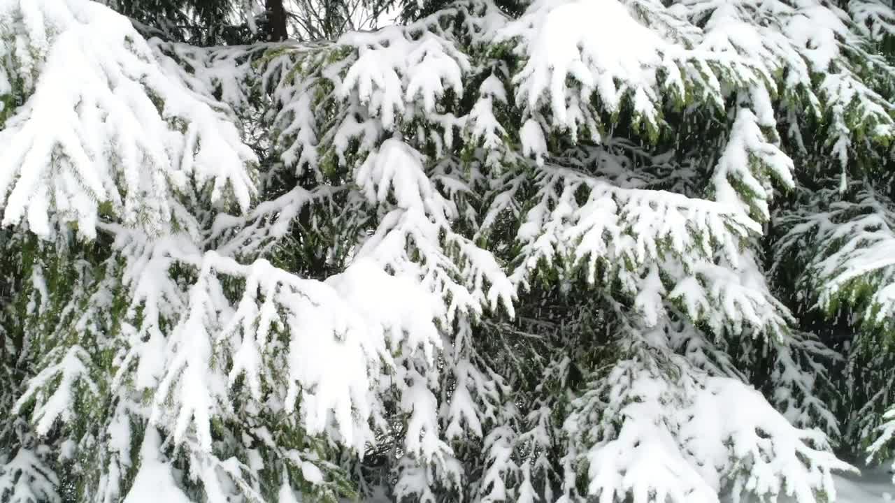 Free Video Stock Snowing In A Forest Slow Motion Close Up Live Wallpaper