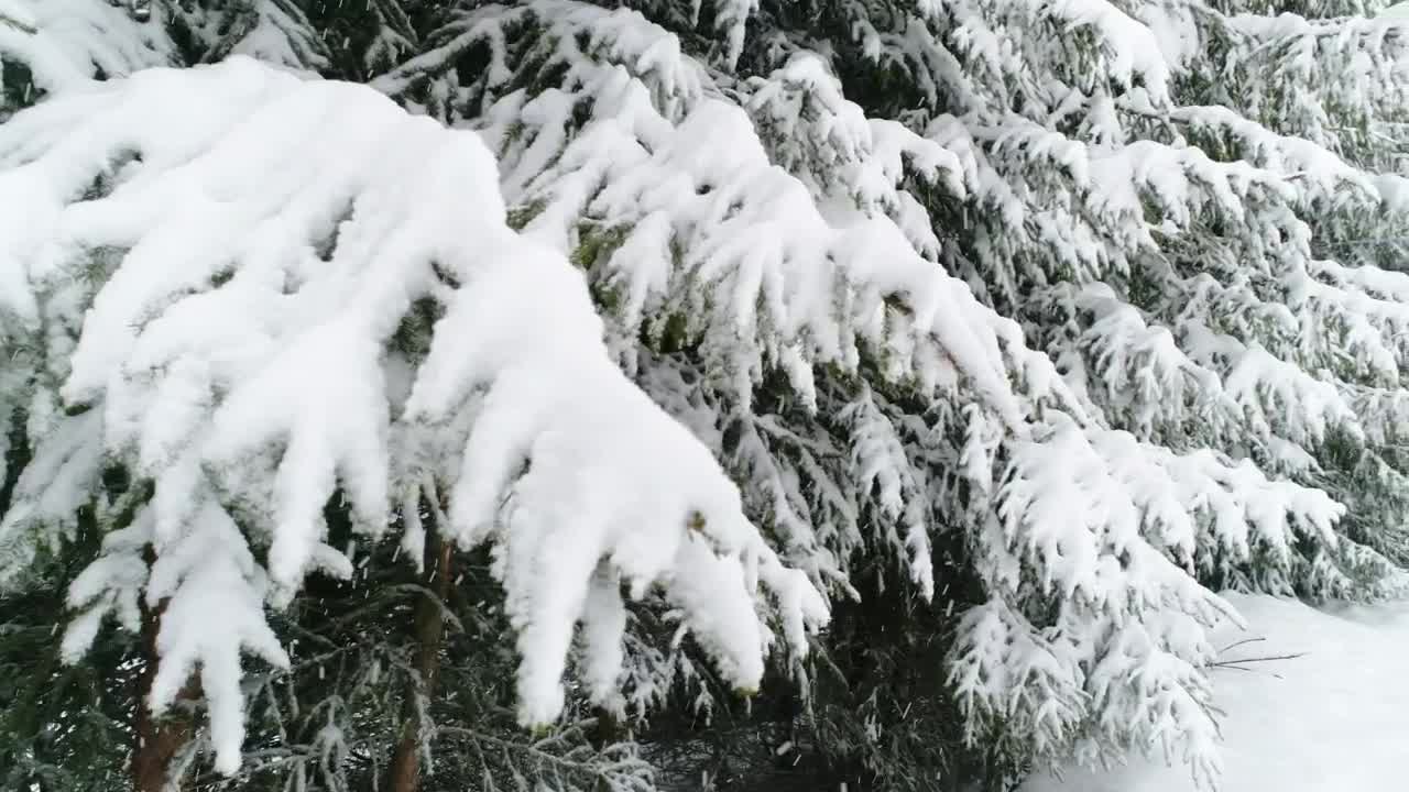 Free Video Stock Snowing In A Forest With Snow Covered Trees Live Wallpaper