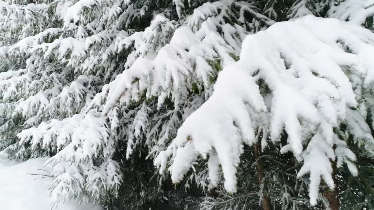 Free Video Stock Snowing On The Pine Branches Live Wallpaper
