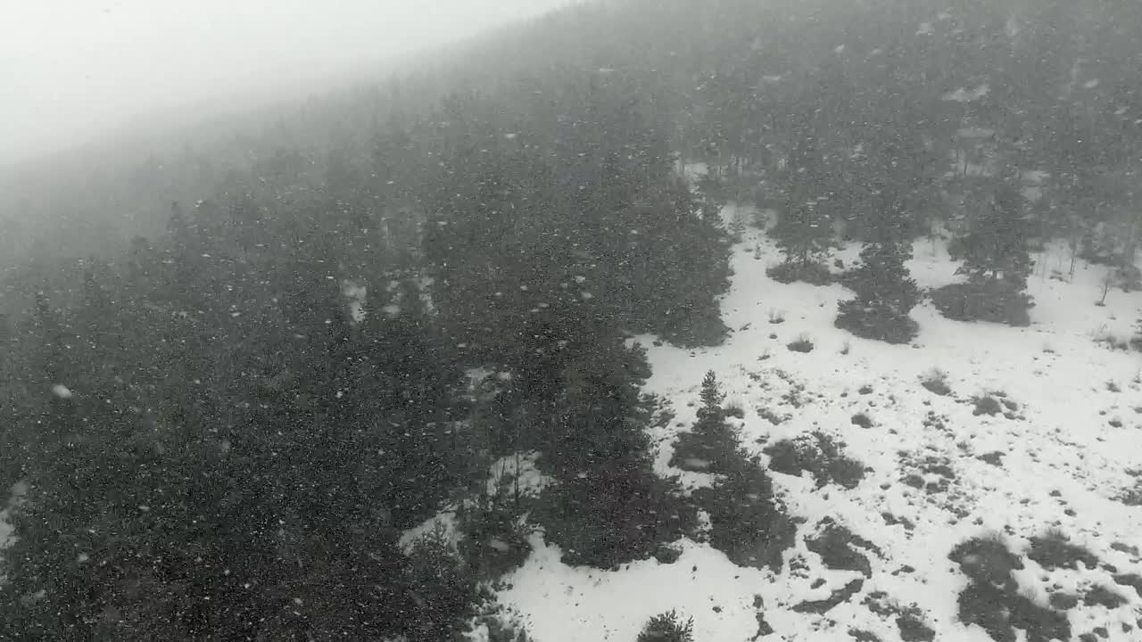 Free Video Stock Snowstorm In A Black Pine Forest Live Wallpaper
