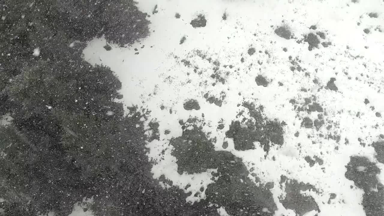 Free Video Stock Snowstorm In A Pine Forest Live Wallpaper