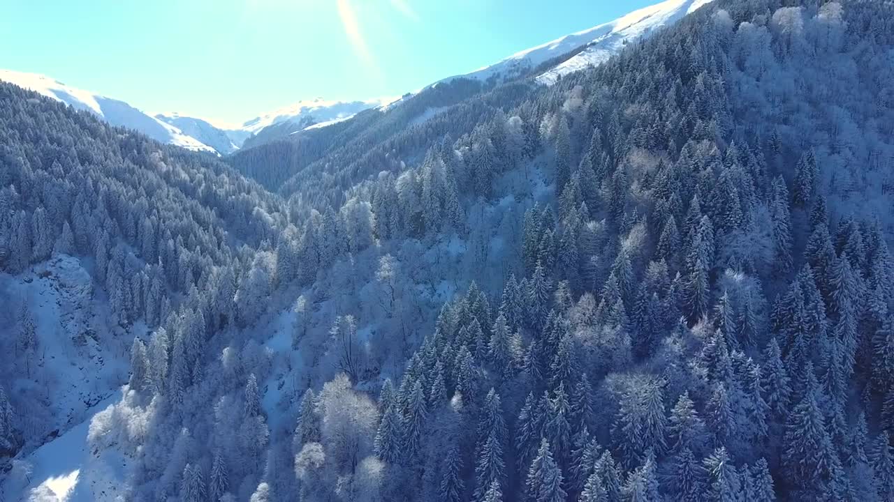 Free Video Stock Snowy Forest In The Mountains Live Wallpaper