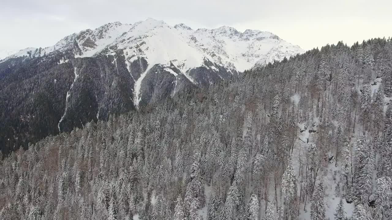 Free Video Stock Snowy Mountain And A Pine Forest Live Wallpaper