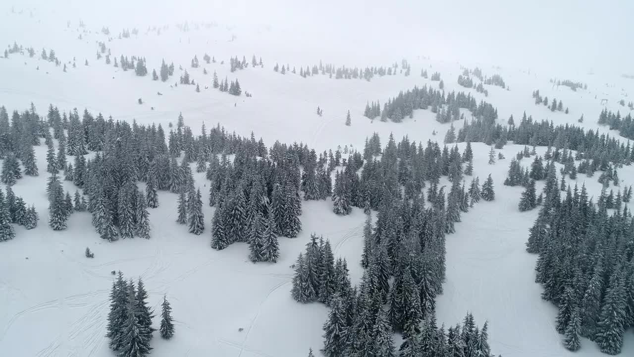 Free Video Stock Snowy Mountain With Frozen Pine Trees Live Wallpaper