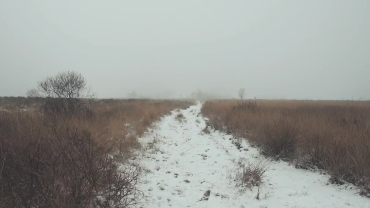 Free Video Stock Snowy Path In The Forest Full Of Mist Live Wallpaper