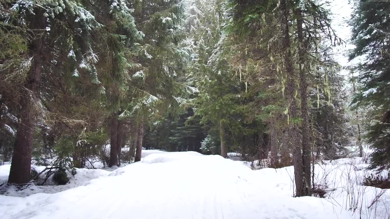 Free Video Stock Snowy Path In The Forest Live Wallpaper
