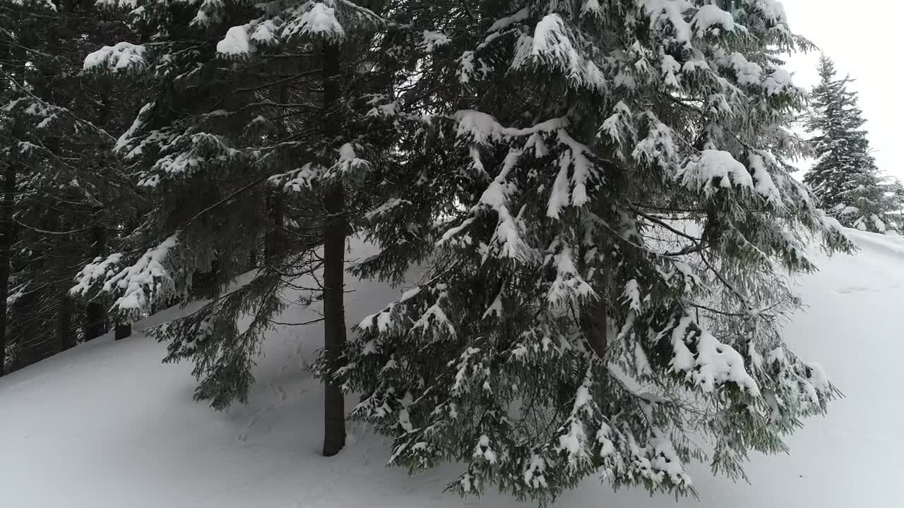 Free Video Stock Snowy Pine Forest Seen From The Bottom To Top Live Wallpaper
