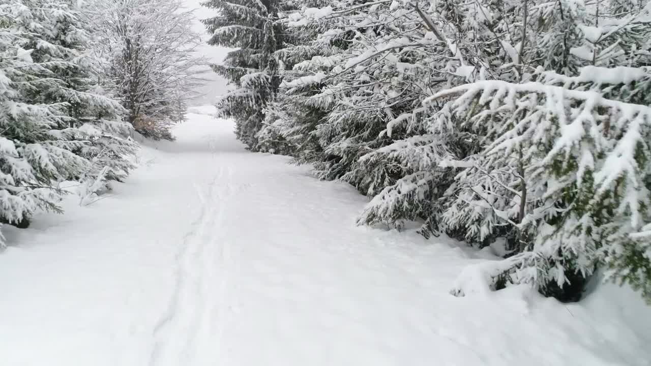 Free Video Stock Snowy Road In A Forest Live Wallpaper