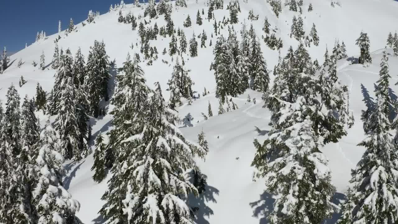 Free Video Stock Snowy Slope And Pine Tree Cover In Canada Live Wallpaper