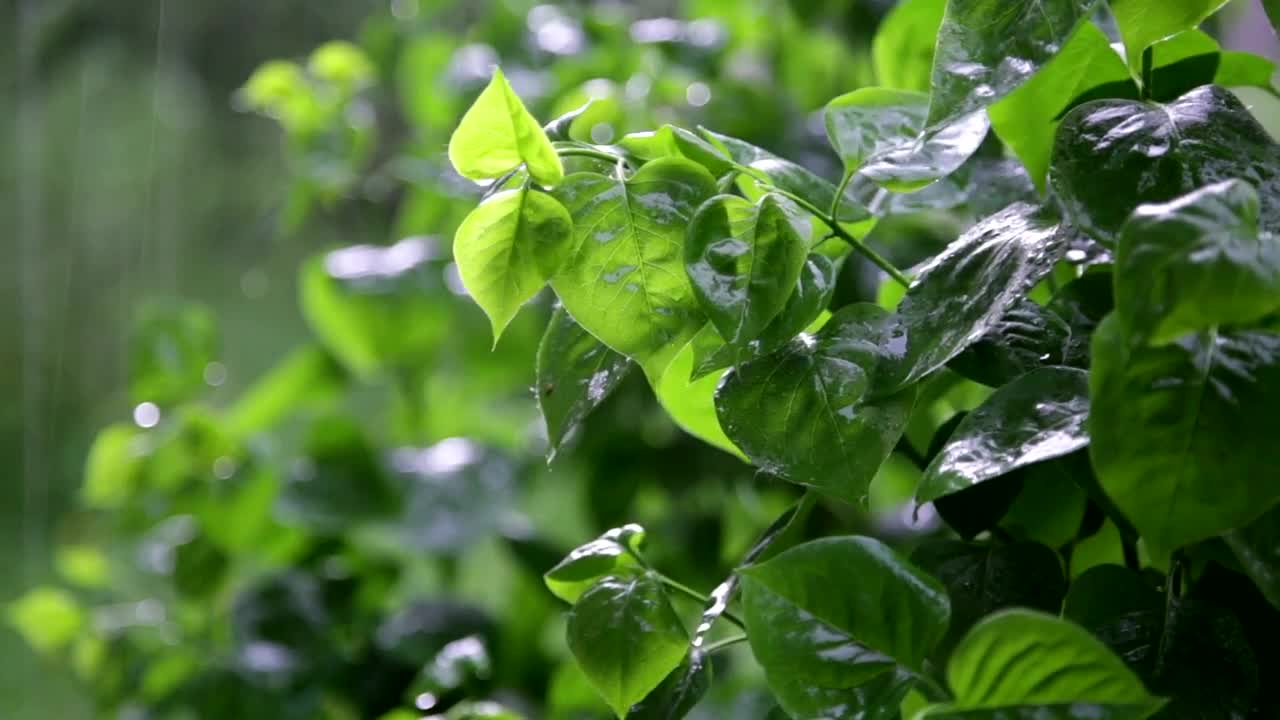 Free Video Stock Soft Rain Falling In A Garden Live Wallpaper