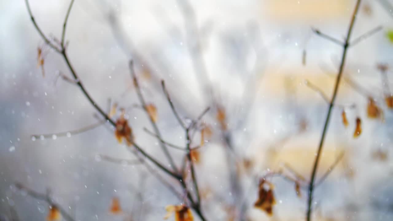 Free Video Stock Soft Snow Falling Against A Tree Live Wallpaper