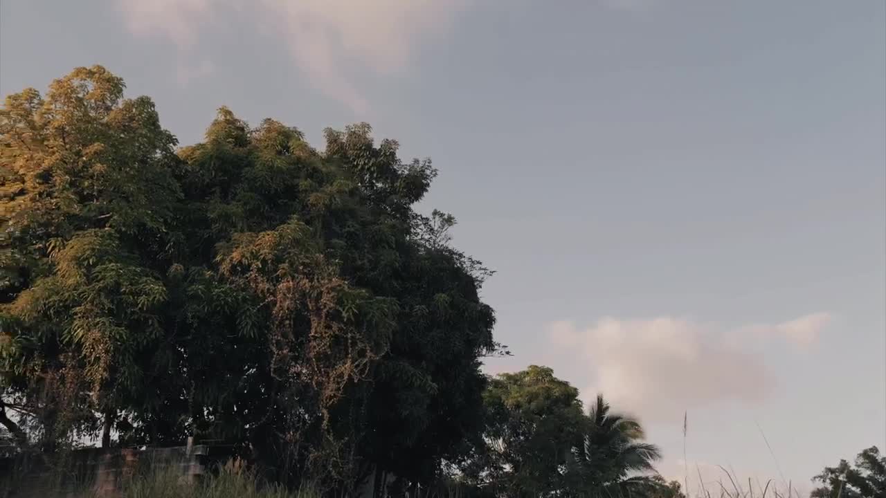 Free Video Stock Some Trees And Blue Sky Live Wallpaper