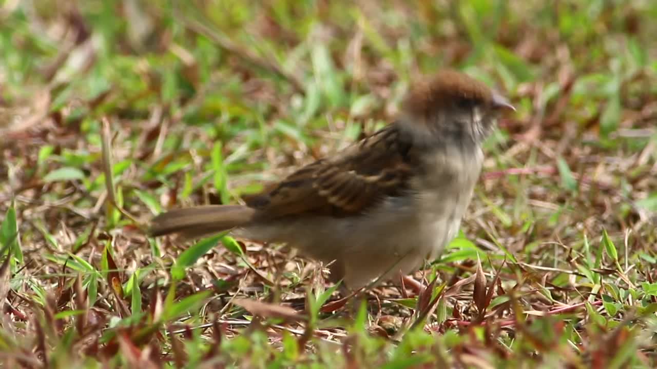 Free Video Stock Sparrow In The Grass Live Wallpaper