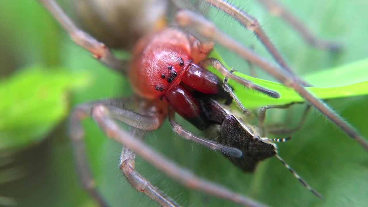 Free Video Stock Spider Eating An Insect Live Wallpaper