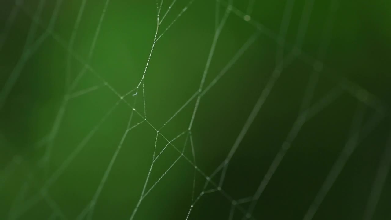 Free Video Stock Spider On Invisible Web Live Wallpaper