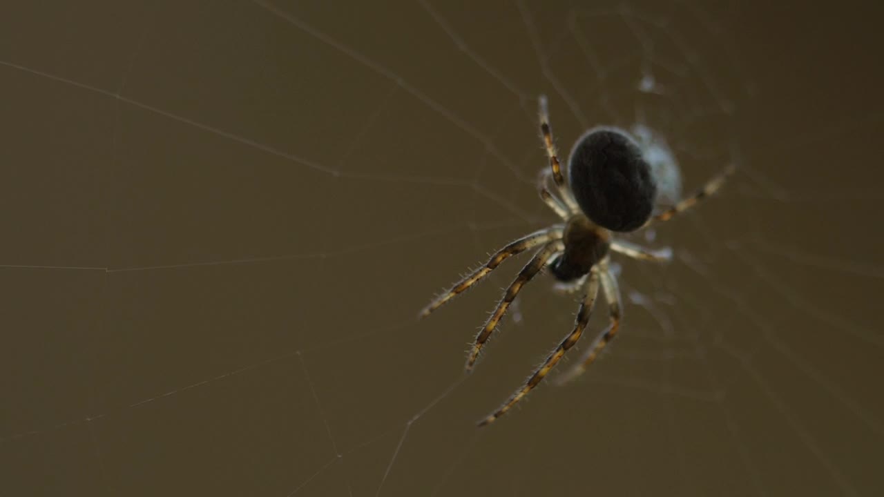 Free Video Stock Spider Standing On The Web Live Wallpaper