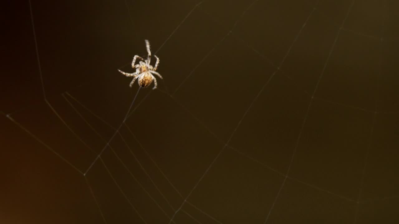 Free Video Stock Spider Weaves A Web Live Wallpaper