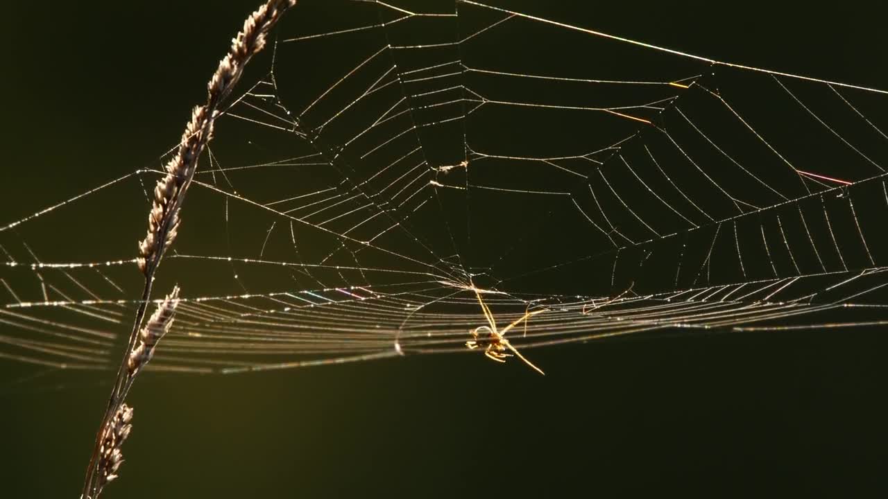 Free Video Stock Spider Web At Back Light Live Wallpaper