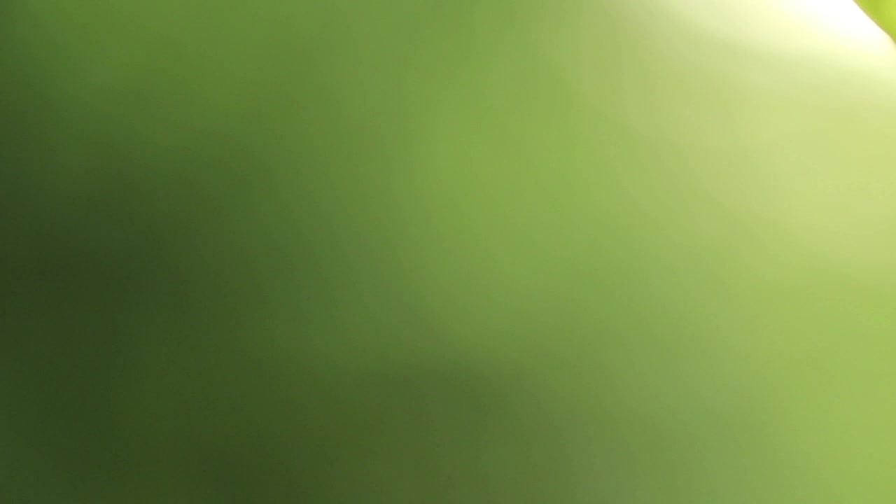 Free Video Stock Spider Web Coming Into Focus Live Wallpaper