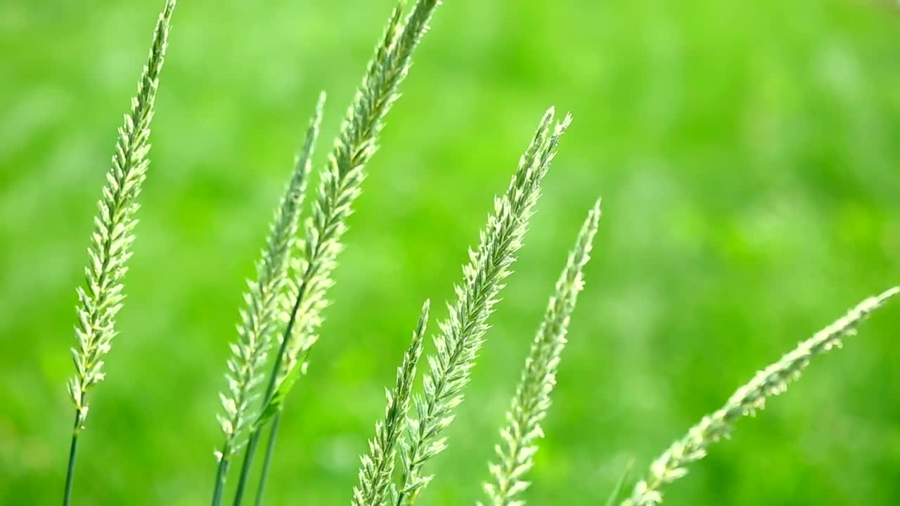 Free Video Stock Spike Of Grass In The Wild Live Wallpaper