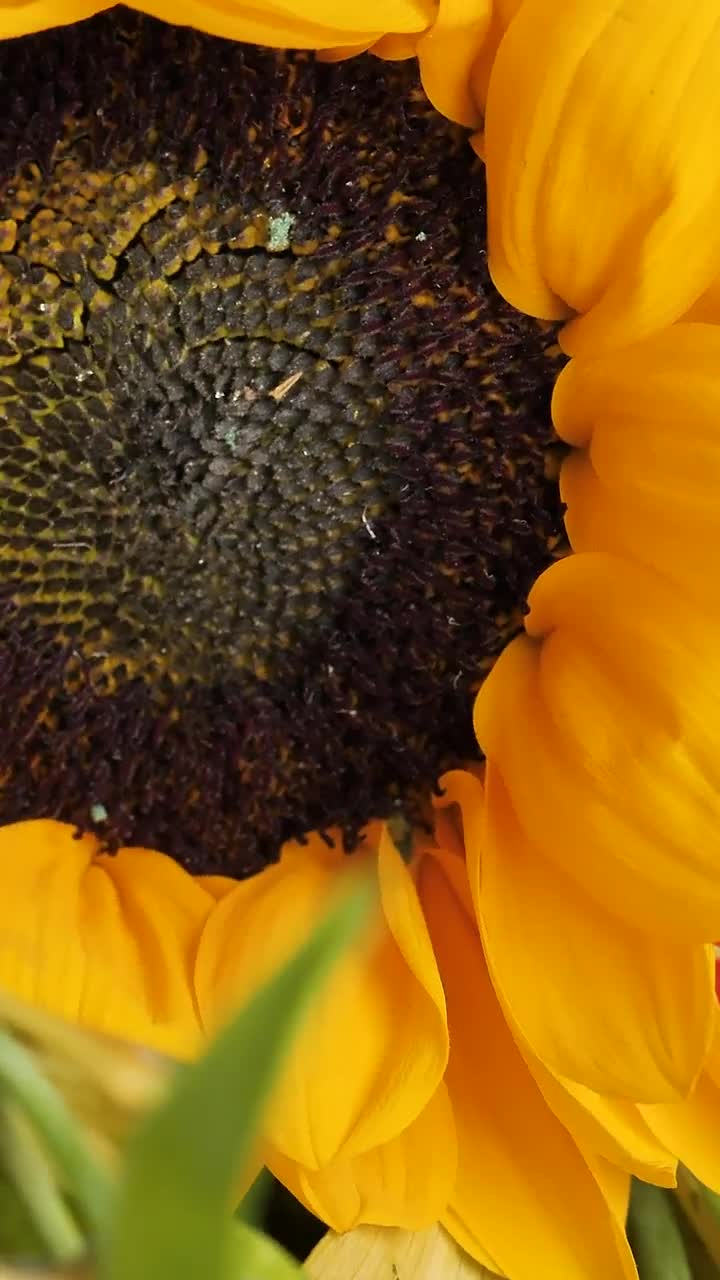 Free Video Stock Spinning Close Up Shot Of A Sunflower Live Wallpaper