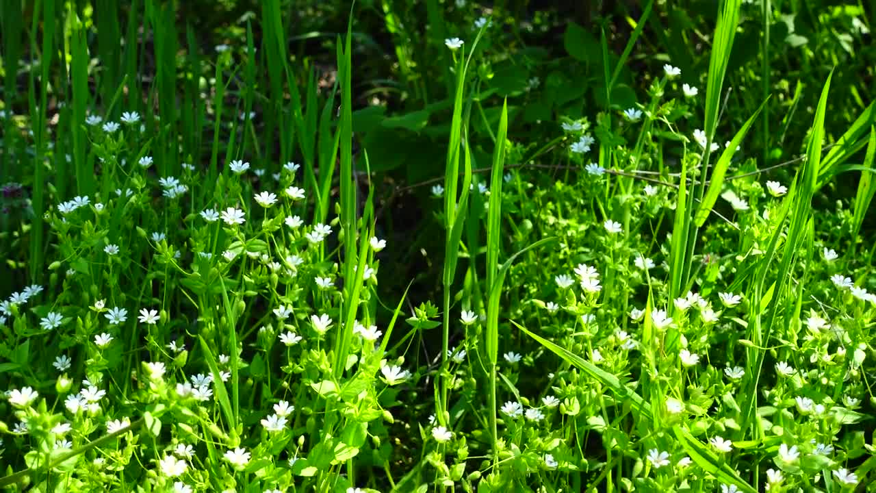Free Video Stock Spring Flowers In The Sun Live Wallpaper