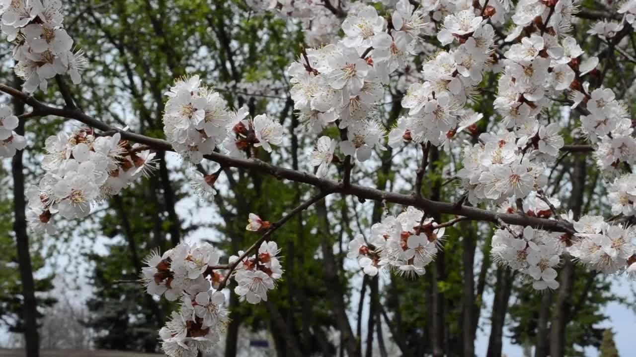 Free Video Stock Spring Flowers On Tree Branches Live Wallpaper