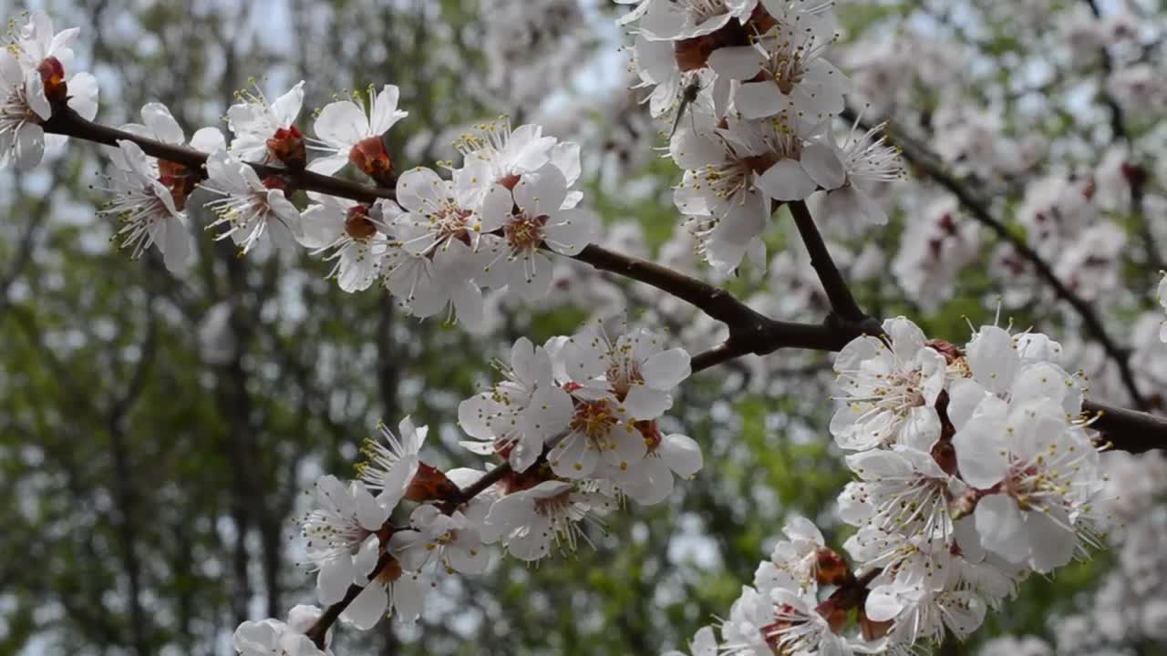 Free Video Stock Spring Flowers Throughout A Forest Live Wallpaper