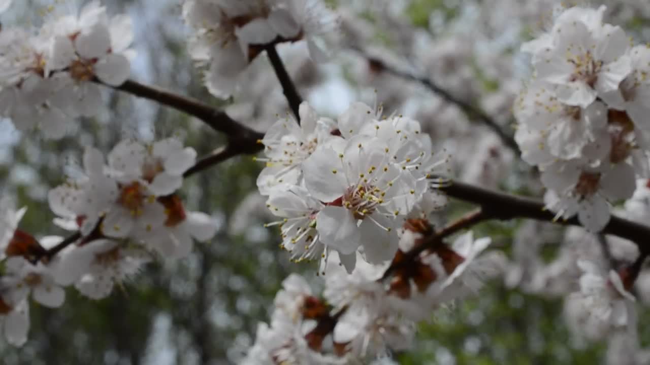 Free Video Stock Spring Scenery Throughout A Forest Live Wallpaper