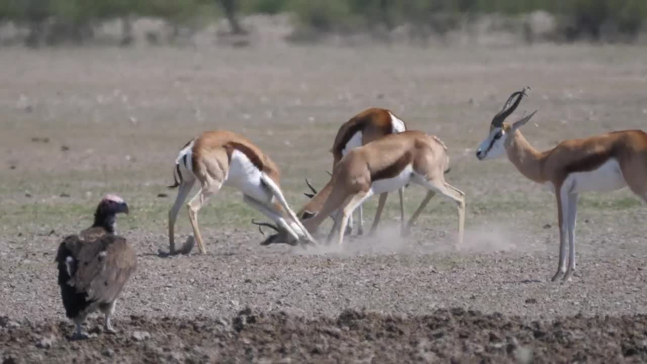 Free Video Stock Springbok Fighting With Horns Live Wallpaper