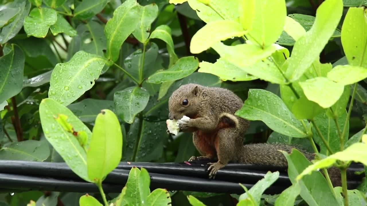 Free Video Stock Squirrel Eating On A Fence Live Wallpaper