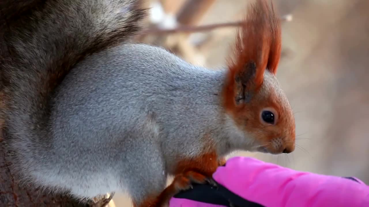 Free Video Stock Squirrel Eating On A Hand With A Pink Glove Live Wallpaper