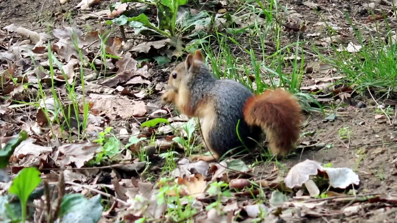 Free Video Stock Squirrel In Nature Feeding On Plants Live Wallpaper