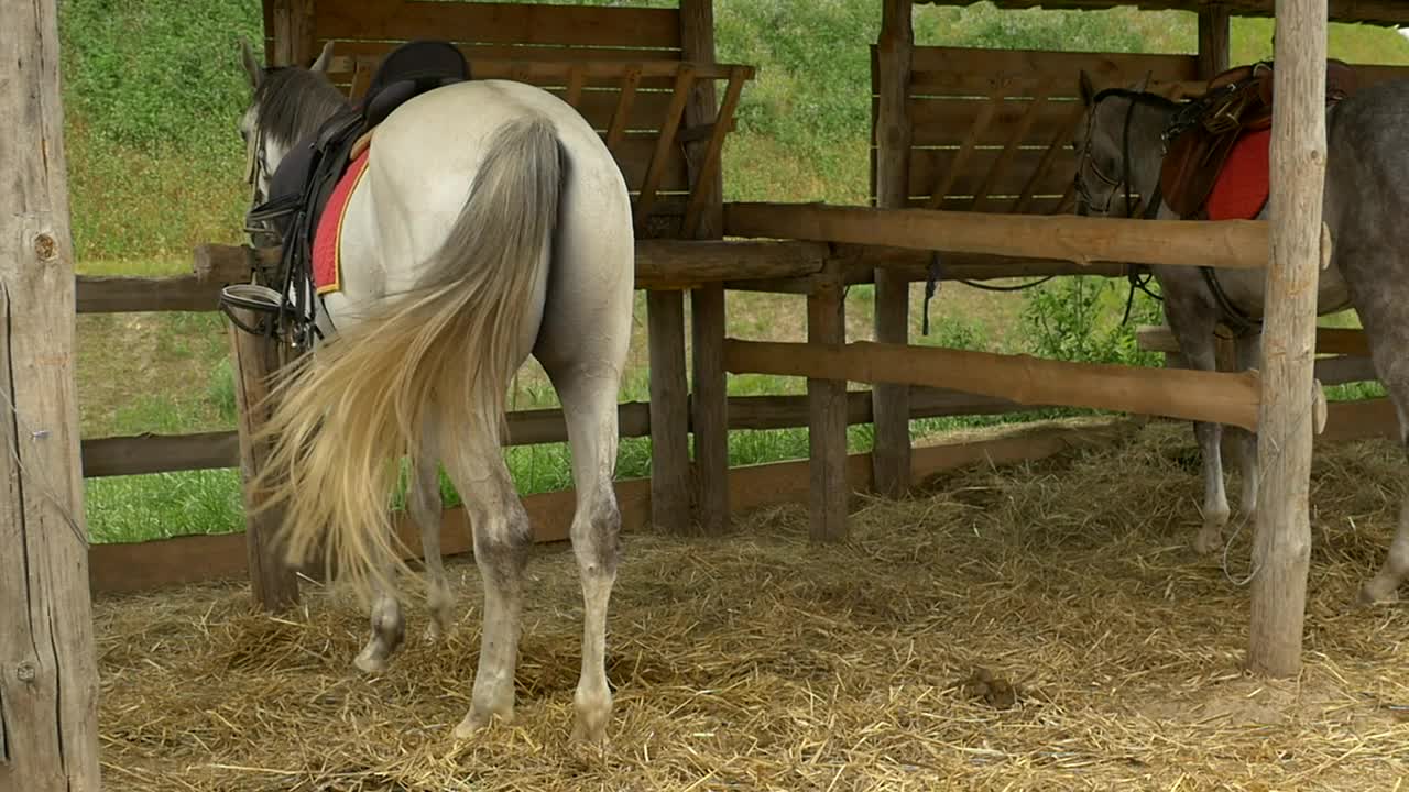 Free Video Stock Stable With Tied Horses Live Wallpaper