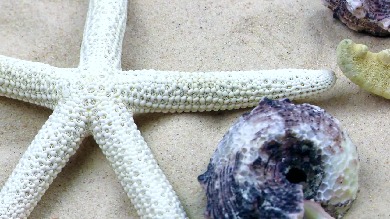 Free Video Stock Starfish And Shells In The Sand Underwater Live Wallpaper