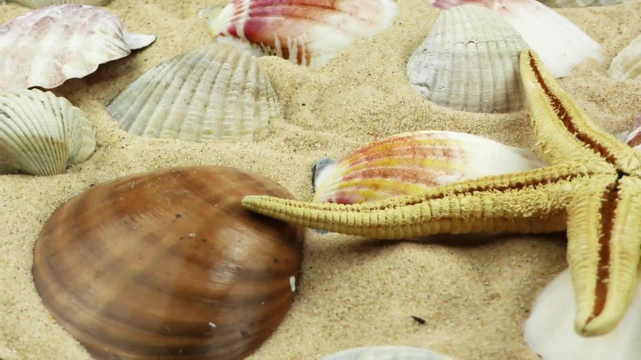 Free Video Stock Starfish And Shells On The Seabed Live Wallpaper